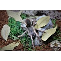 Cyclosternum / Metriopelma familiare  ADULT    [AF]